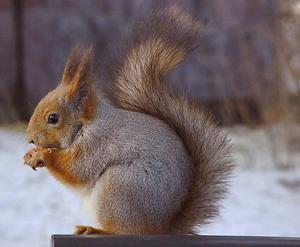 File:MattiParkkonen Orava.jpg