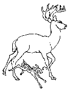 63.gif