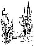 79.gif