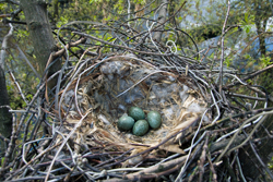 ��������: http://*****/img/2011/04/big/59.jpg