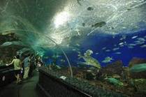 underwater.jpeg