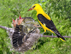 ��������: http://*****/img/2011/04/big/51.jpg