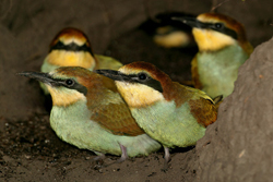 ��������: http://*****/img/2011/04/big/69.jpg