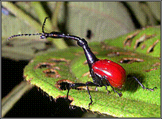 Madagascars Wildlife: Giraffe beetle