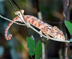 Caméléon sur une branche