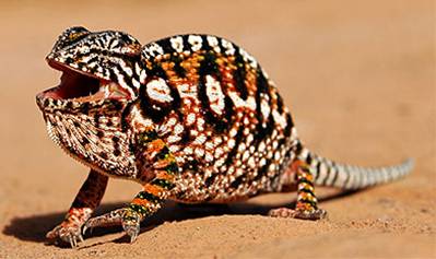 Caméléon