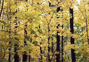 Forest2.jpg