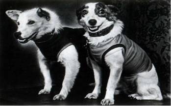 D:\������ ��������\��������\���� ������������\belka-strelka-crop.jpg