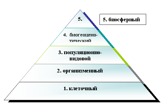 Пирамидальная диаграмма