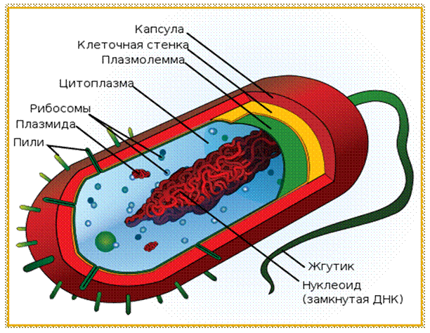 E:\494px-Average_prokaryote_cell-_ru_svg.png