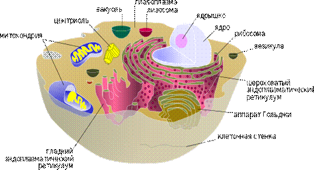 E:\600px-Biological_cell_ru_svg.png