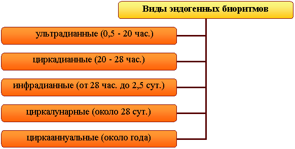Организационная диаграмма