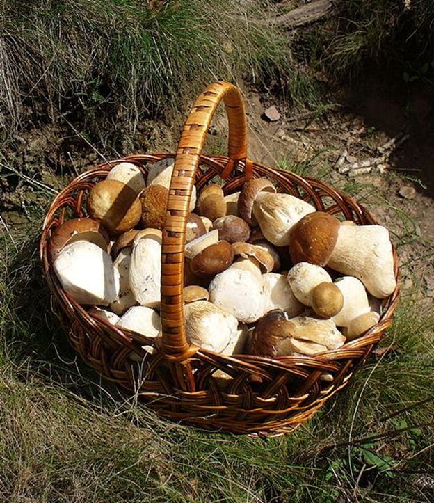 Копия gr-Cep_in_basket_2006_G01.jpg