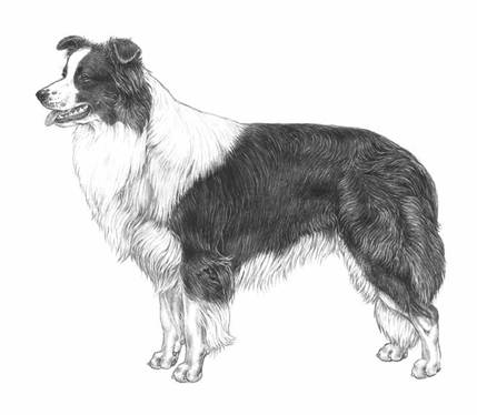 http://www.skk.se/PageFiles/642/border-collie---297_vv_800px.jpg