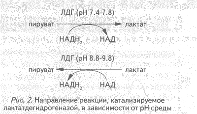 http://*****/ld2_2005/kozlov_2.gif