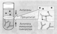 Безымянный