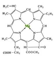 http://nsp.buykiev.com/pict/chlorophyll_molekula.jpg
