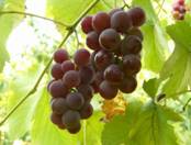 http://xn--5-7sbufopn9j.xn--p1ai/files/products/original/vinograd-lidija.jpg