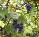http://*****/foto/garden/2520.jpg