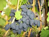 http://*****/image-vinograd/13_13.jpg