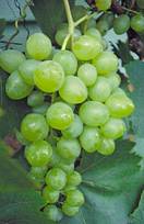 http://*****/plant_growing/encyclopaedia/10098_8.jpg
