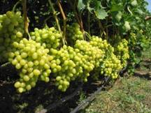 http://www.shop-vine.com/published/publicdata/CHASERENERGY/attachments/SC/products_pictures/arkadiya_enl.jpg