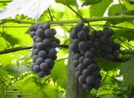 http://*****/wp-content/gallery/vinograd-2011/vinograd.jpg