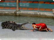http://*****/images/thailand/Excur/ex/kroco.jpg