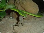 http://*****/images/thailand/Excur/ex/zmei.jpg