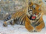 http://*****/images/thailand/Excur/ex/tiger.jpg