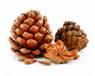 http://*****/wp-content/uploads/2011/12/11-300x242.jpg
