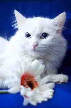 http://*****/images/stat/prog/paint/sohranenie/kisa2.jpg