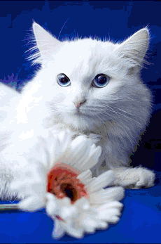 http://*****/images/stat/prog/paint/sohranenie/kisa3.gif