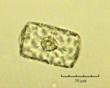 C:\BioAtlas\Revision\Phyto-albom\Im-New\Th-biol-ii.jpg