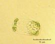 C:\BioAtlas\Revision\Phyto-albom\Im-New\Rh-frag-ii.jpg