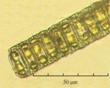 C:\BioAtlas\Revision\Phyto-albom\Im-New\Par-sul-ii.jpg