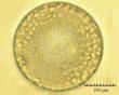 C:\BioAtlas\Revision\Phyto-albom\Im-New\Cos-ok-ii.jpg