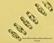 C:\BioAtlas\Revision\Phyto-albom\Im-New\Th-hy-ii.jpg