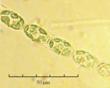 C:\BioAtlas\Revision\Phyto-albom\Im-New\M-dub-ii.jpg