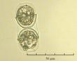 C:\BioAtlas\Revision\Phyto-albom\Im-New\mel-arc-ii.jpg