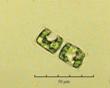 C:\BioAtlas\Revision\Phyto-albom\Im-New\Bac-fr-ii.jpg