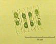 C:\BioAtlas\Revision\Phyto-albom\Im-New\Nav-van-ii.jpg
