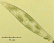 C:\BioAtlas\Revision\Phyto-albom\Im-New\Pl-ang-ii.jpg