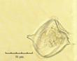 C:\BioAtlas\Revision\Phyto-albom\Im-New\Per-dep-ii.jpg