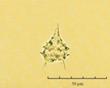 C:\BioAtlas\Revision\Phyto-albom\Im-New\Prot-bip-ii.jpg