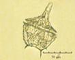 C:\BioAtlas\Revision\Phyto-albom\Im-New\Gon-tri-ii.jpg