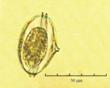 C:\BioAtlas\Revision\Phyto-albom\Im-New\Per-mon-ii.jpg