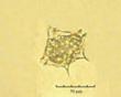 C:\BioAtlas\Revision\Phyto-albom\Im-New\Pr-gran-ii.jpg