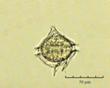 C:\BioAtlas\Revision\Phyto-albom\Im-New\Pr-pel-ii.jpg