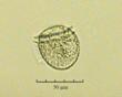 C:\BioAtlas\Revision\Phyto-albom\Im-New\Din-rot-ii.jpg